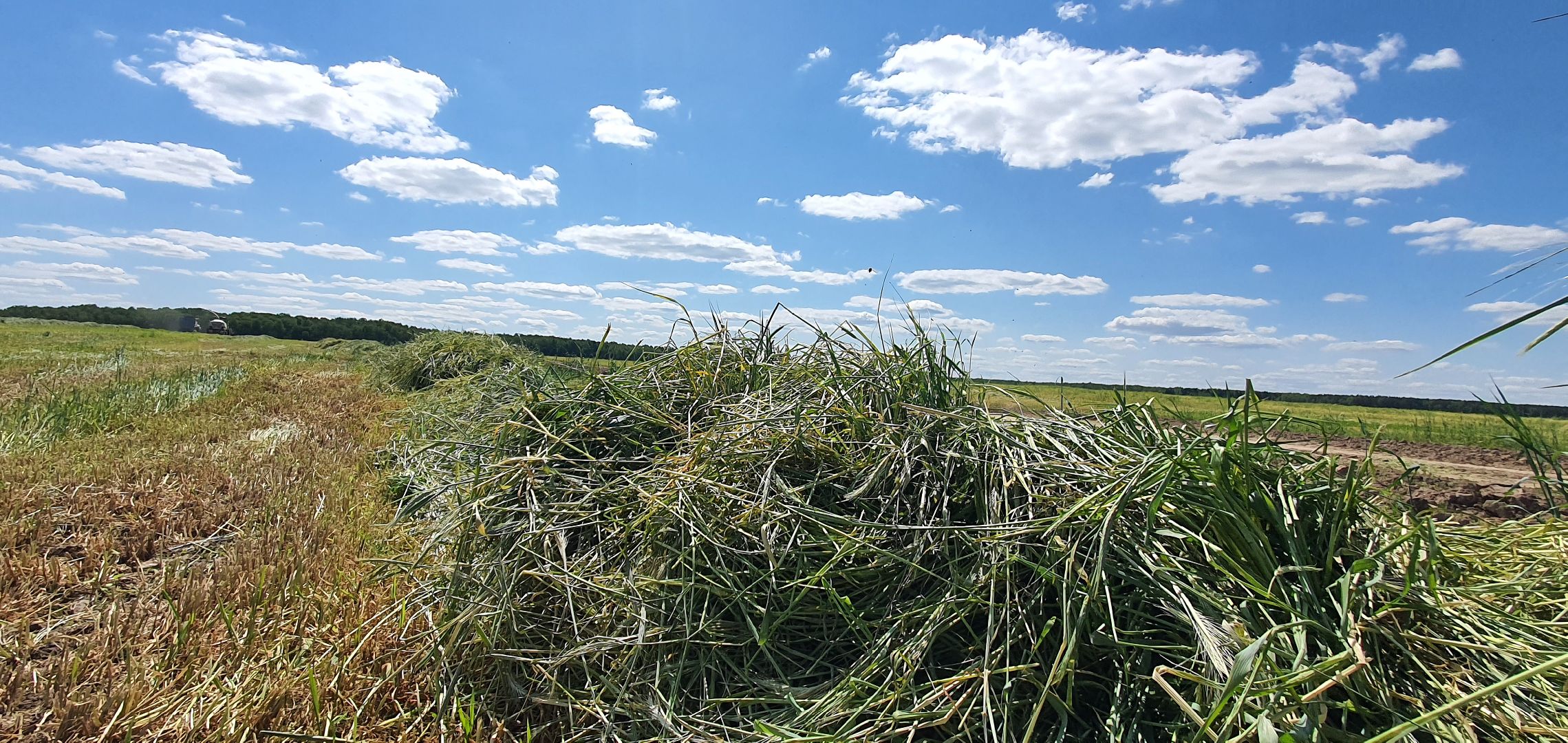 уборка урожая, Домодедово