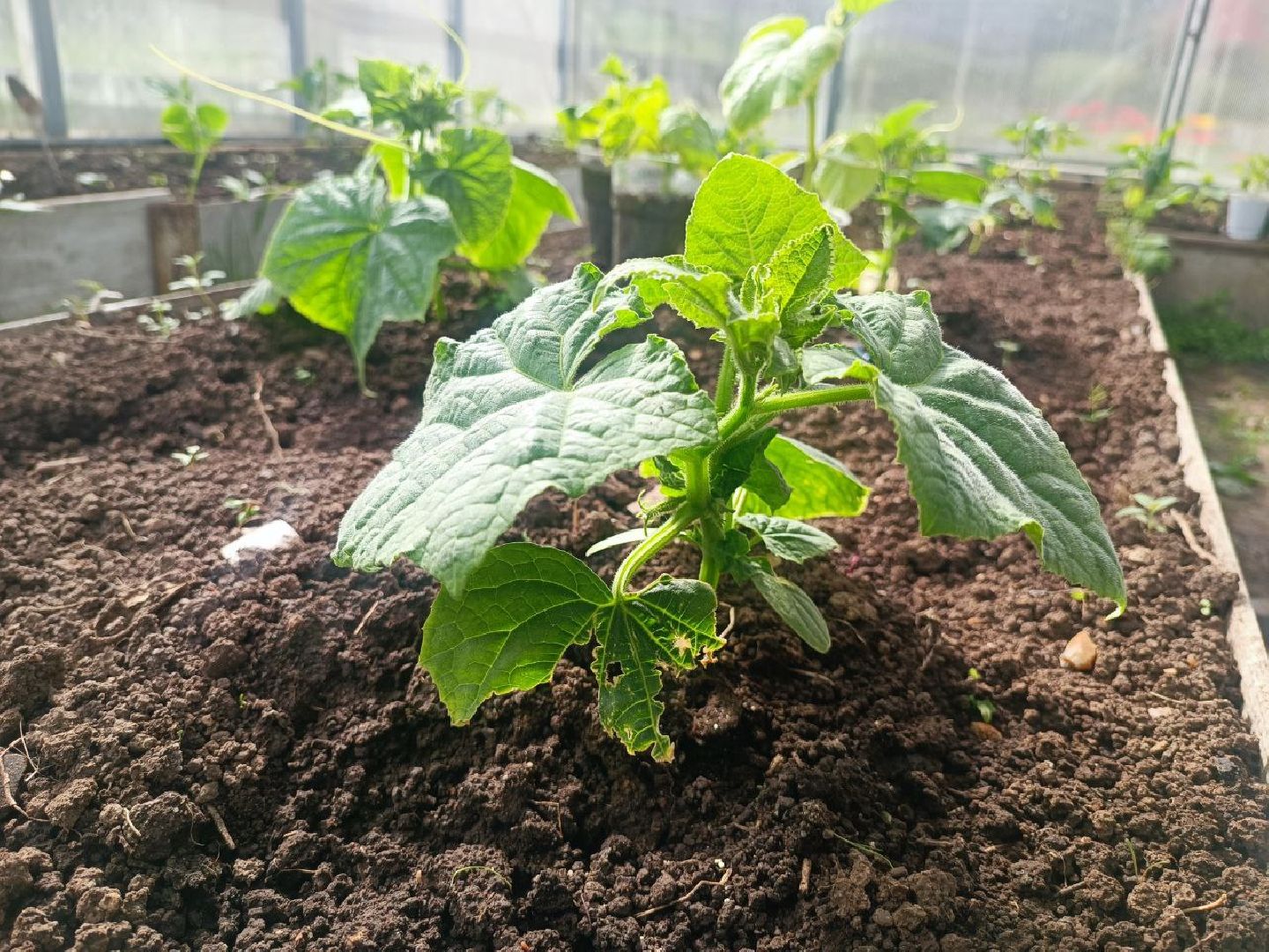 Можайск, Можайский городской округ, Подмосковье, огород, долгожительница, урожай