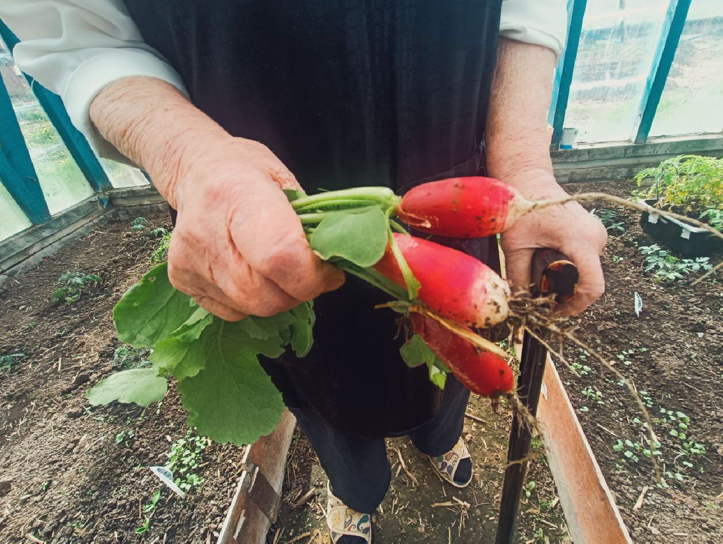 Можайск, Можайский городской округ, Подмосковье, огород, долгожительница, урожай