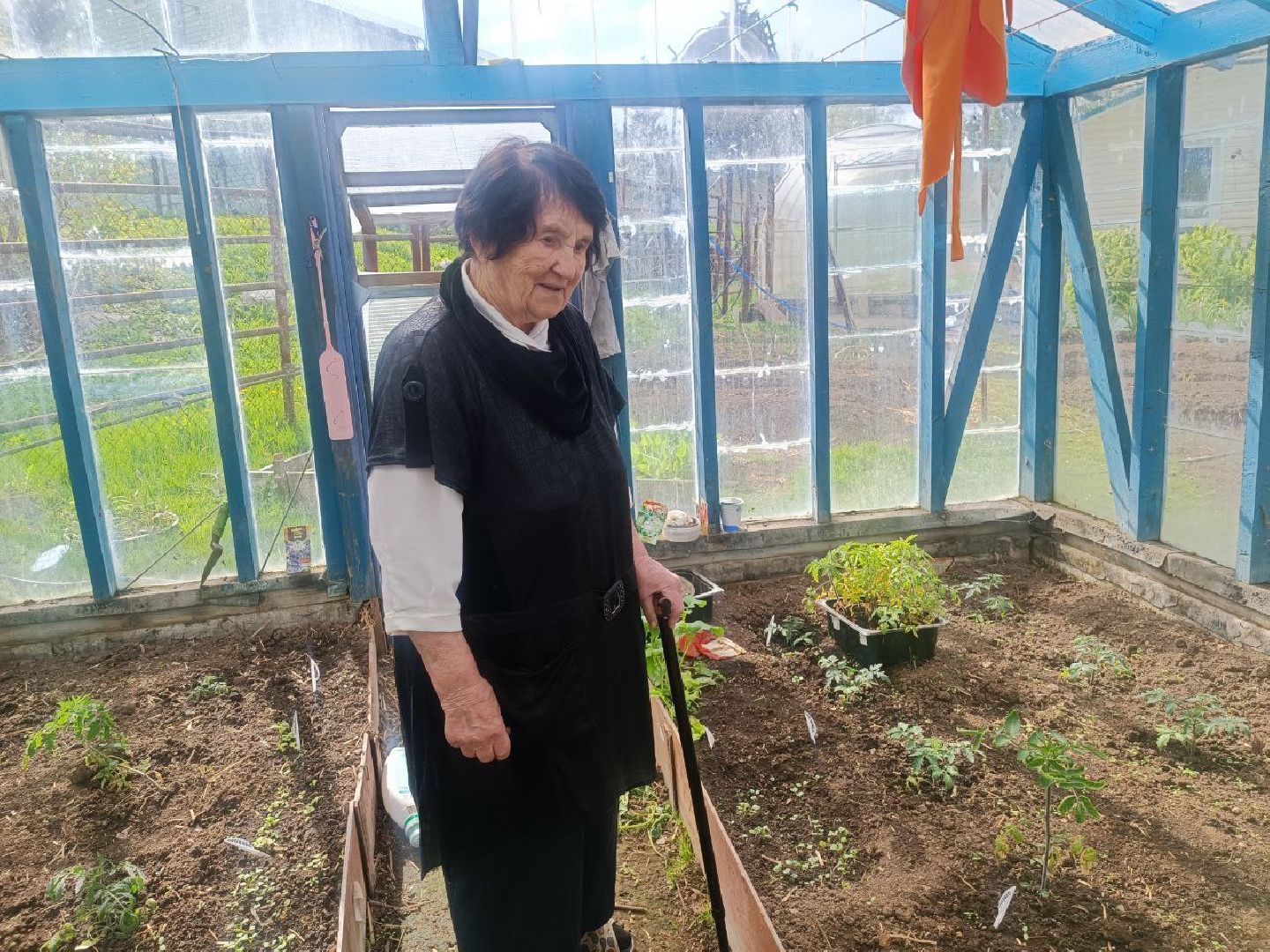 Можайск, Можайский городской округ, Подмосковье, огород, долгожительница, урожай