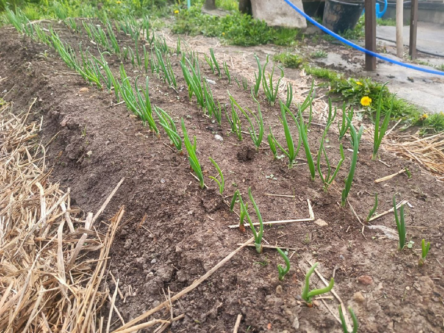 Можайск, Можайский городской округ, Подмосковье, огород, долгожительница, урожай