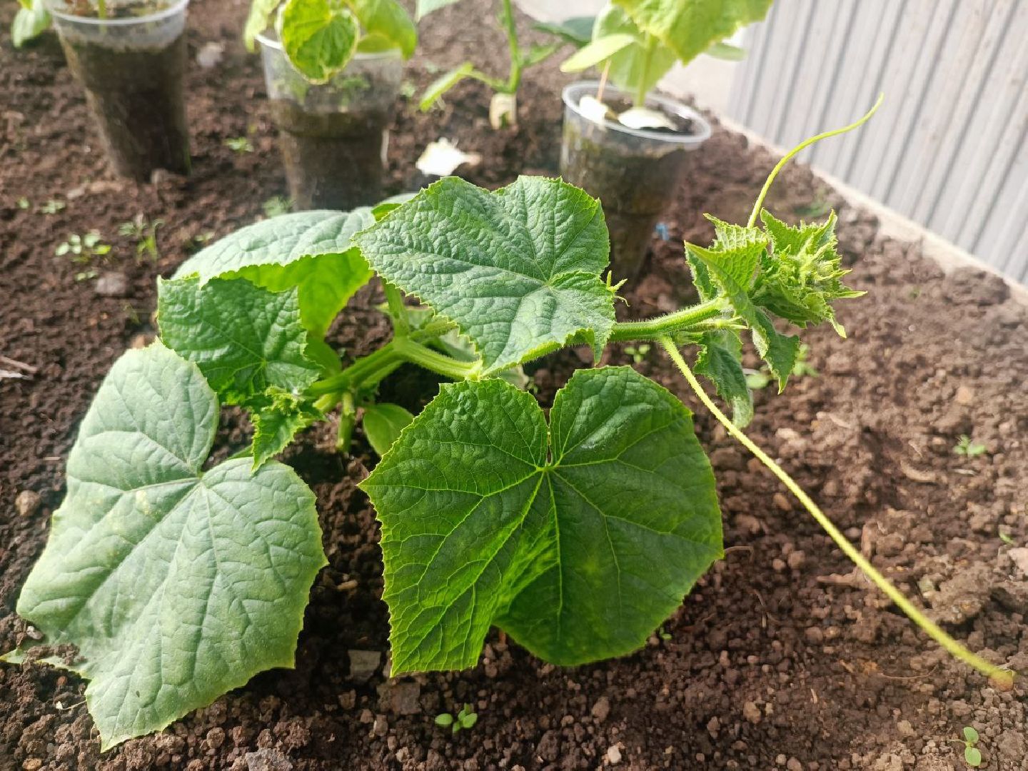 Можайск, Можайский городской округ, Подмосковье, огород, долгожительница, урожай