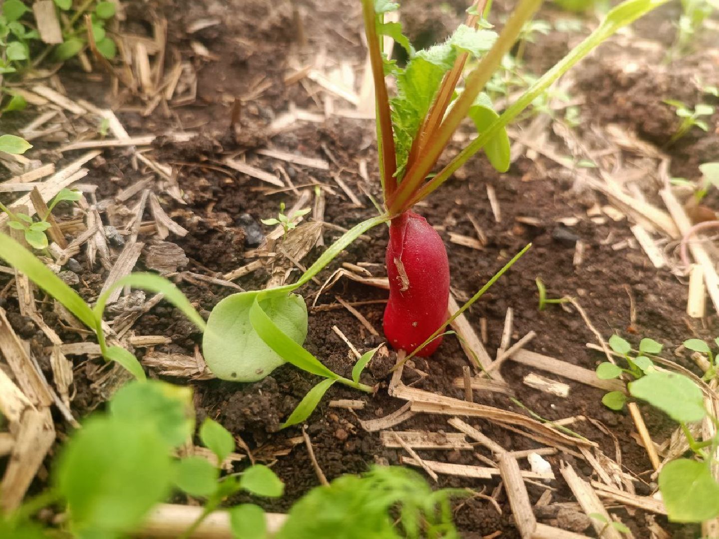 Можайск, Можайский городской округ, Подмосковье, огород, долгожительница, урожай