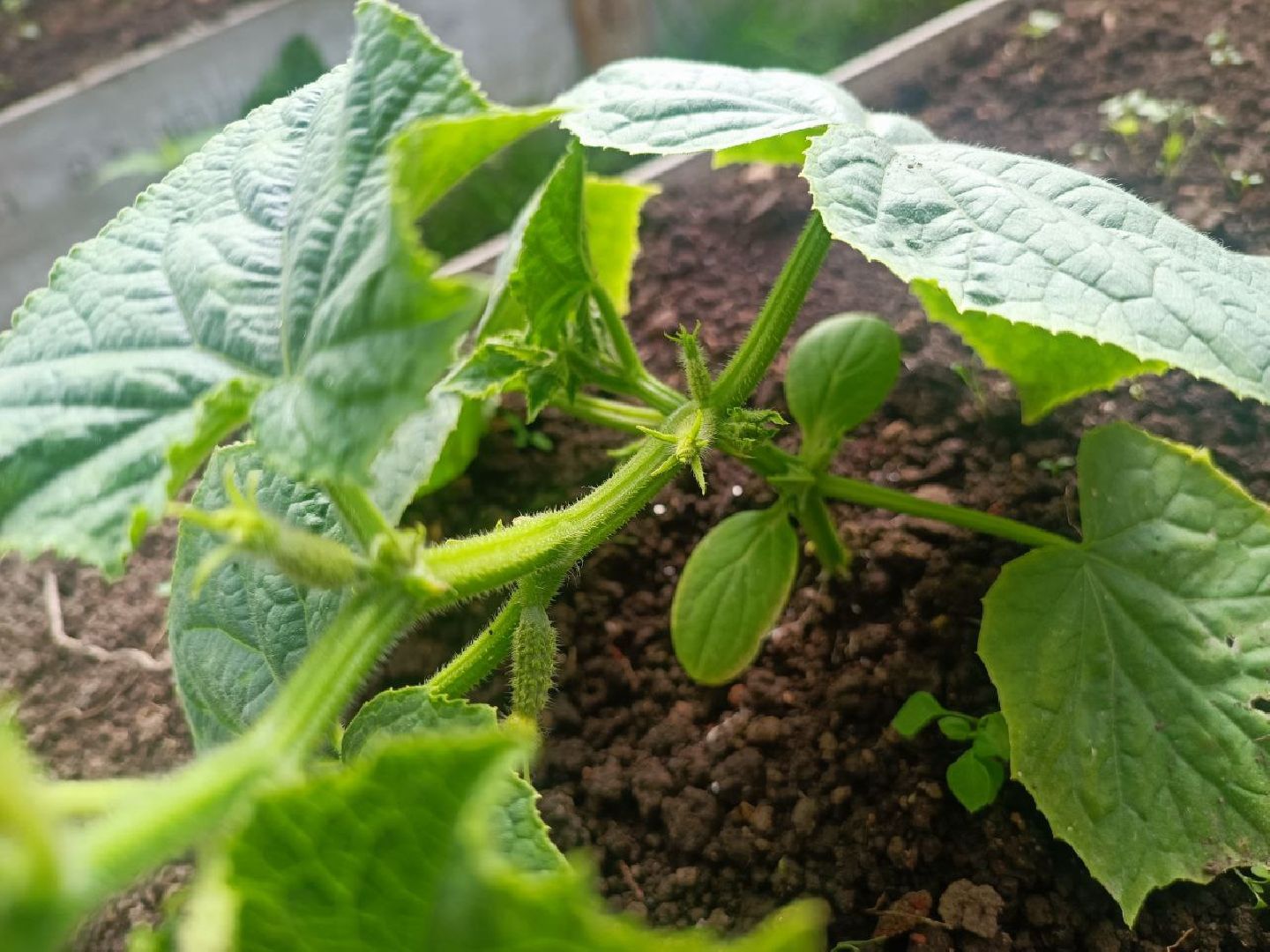 Можайск, Можайский городской округ, Подмосковье, огород, долгожительница, урожай