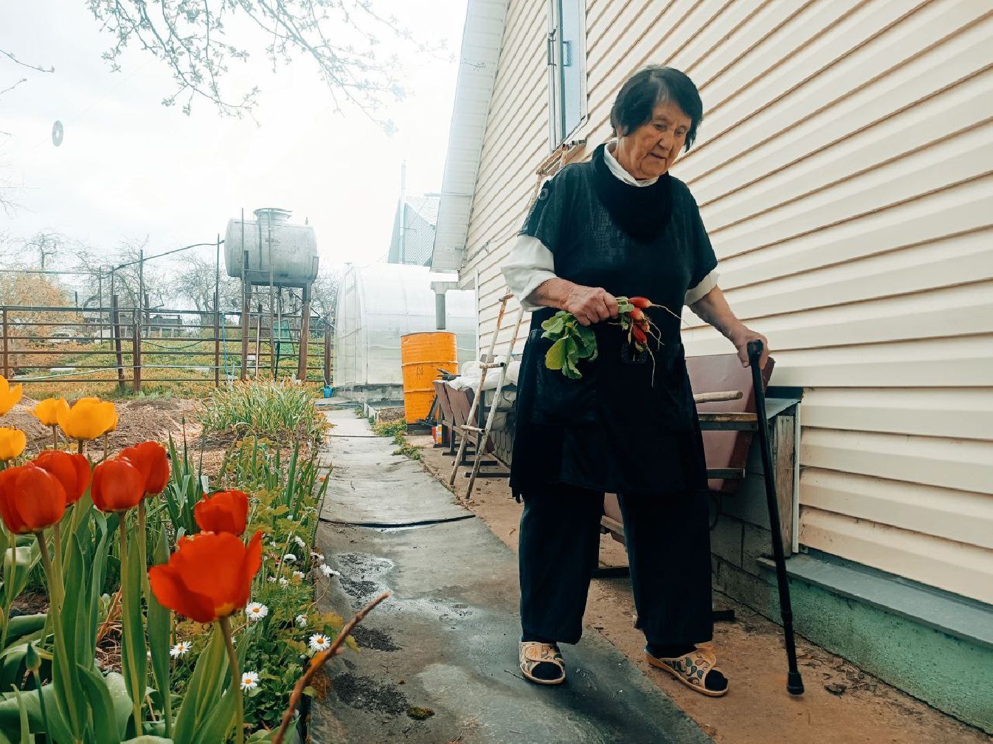 Можайск, Можайский городской округ, Подмосковье, огород, долгожительница, урожай