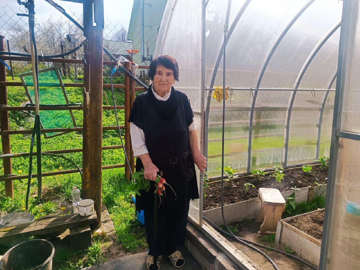 Можайск, Можайский городской округ, Подмосковье, огород, долгожительница, урожай