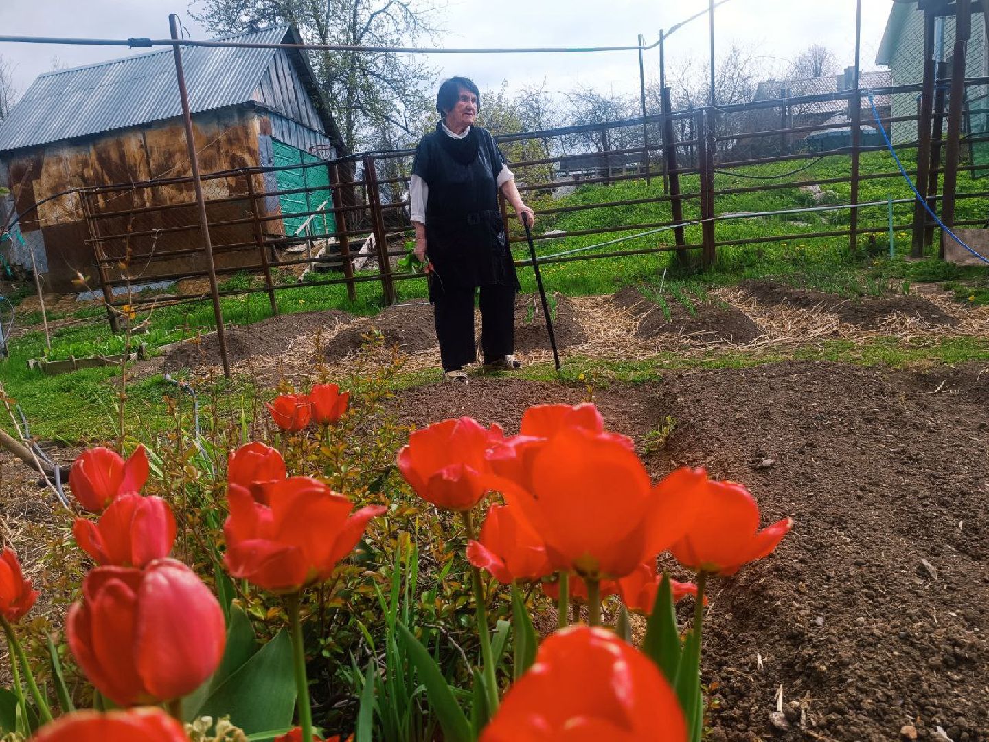 Можайск, Можайский городской округ, Подмосковье, огород, долгожительница, урожай