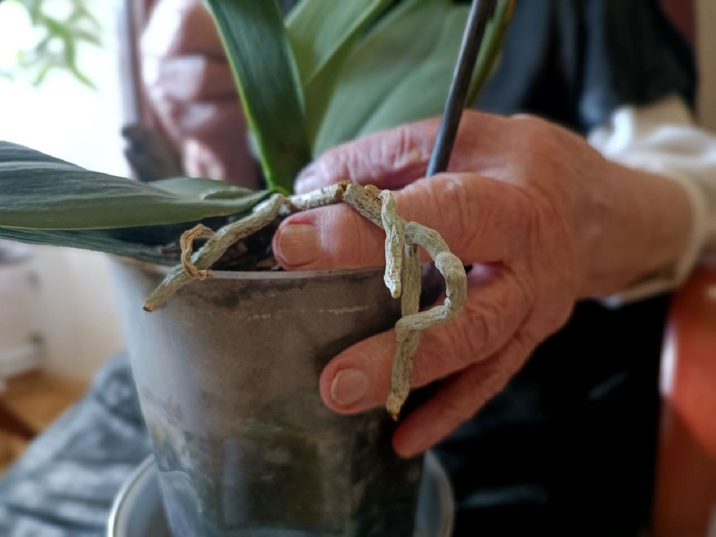 Можайск, Можайский городской округ, Подмосковье, огород, долгожительница, урожай