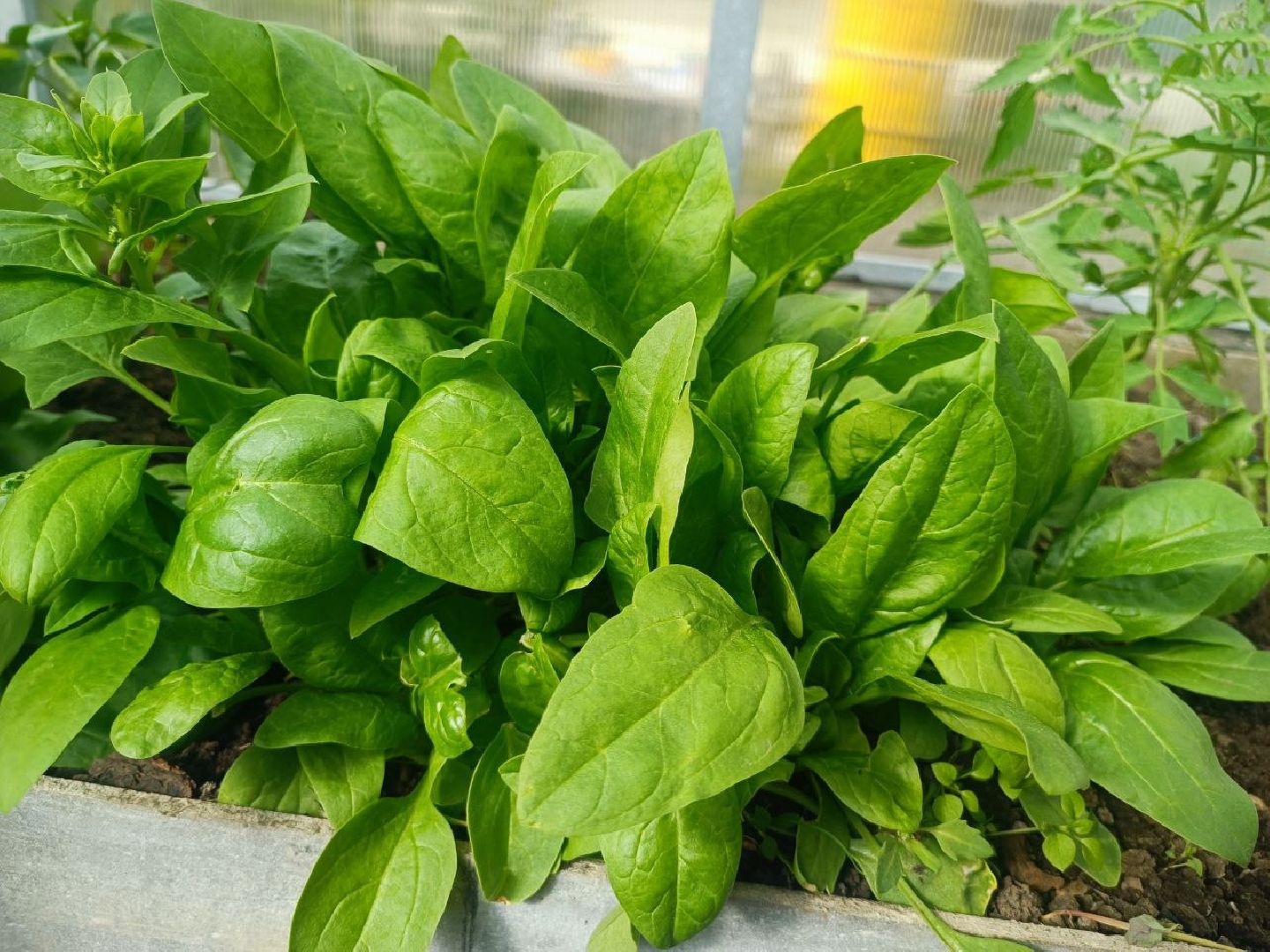 Можайск, Можайский городской округ, Подмосковье, огород, долгожительница, урожай