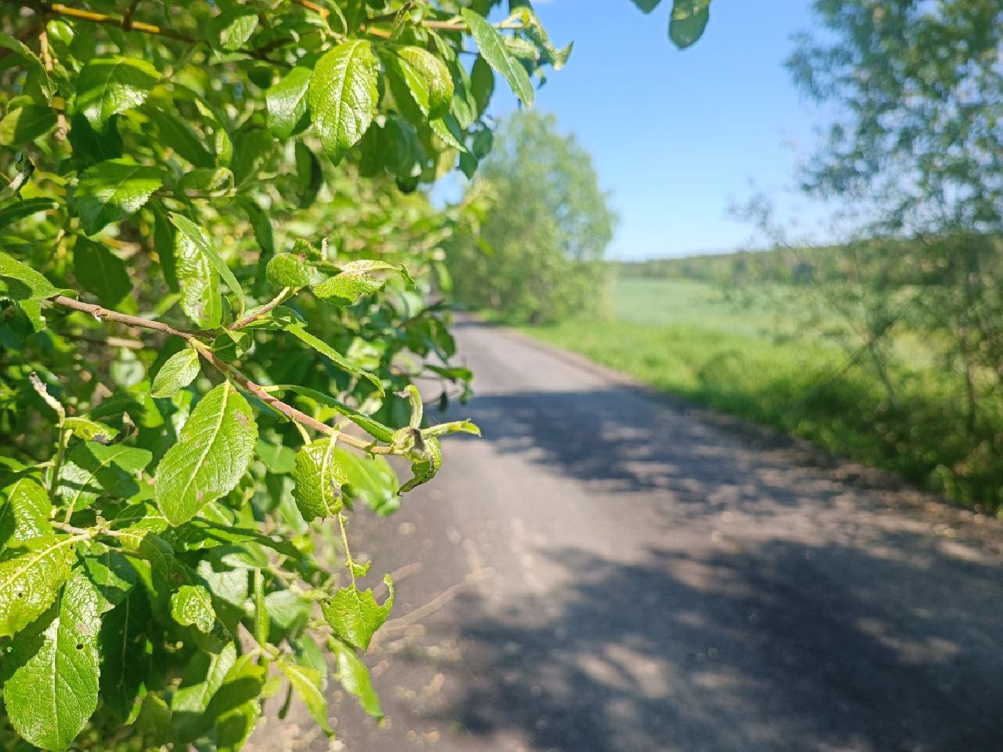 Можайск, Можайский городской округ, Подмосковье, дороги, ремонт дорог, деревня, Добродел, голосование