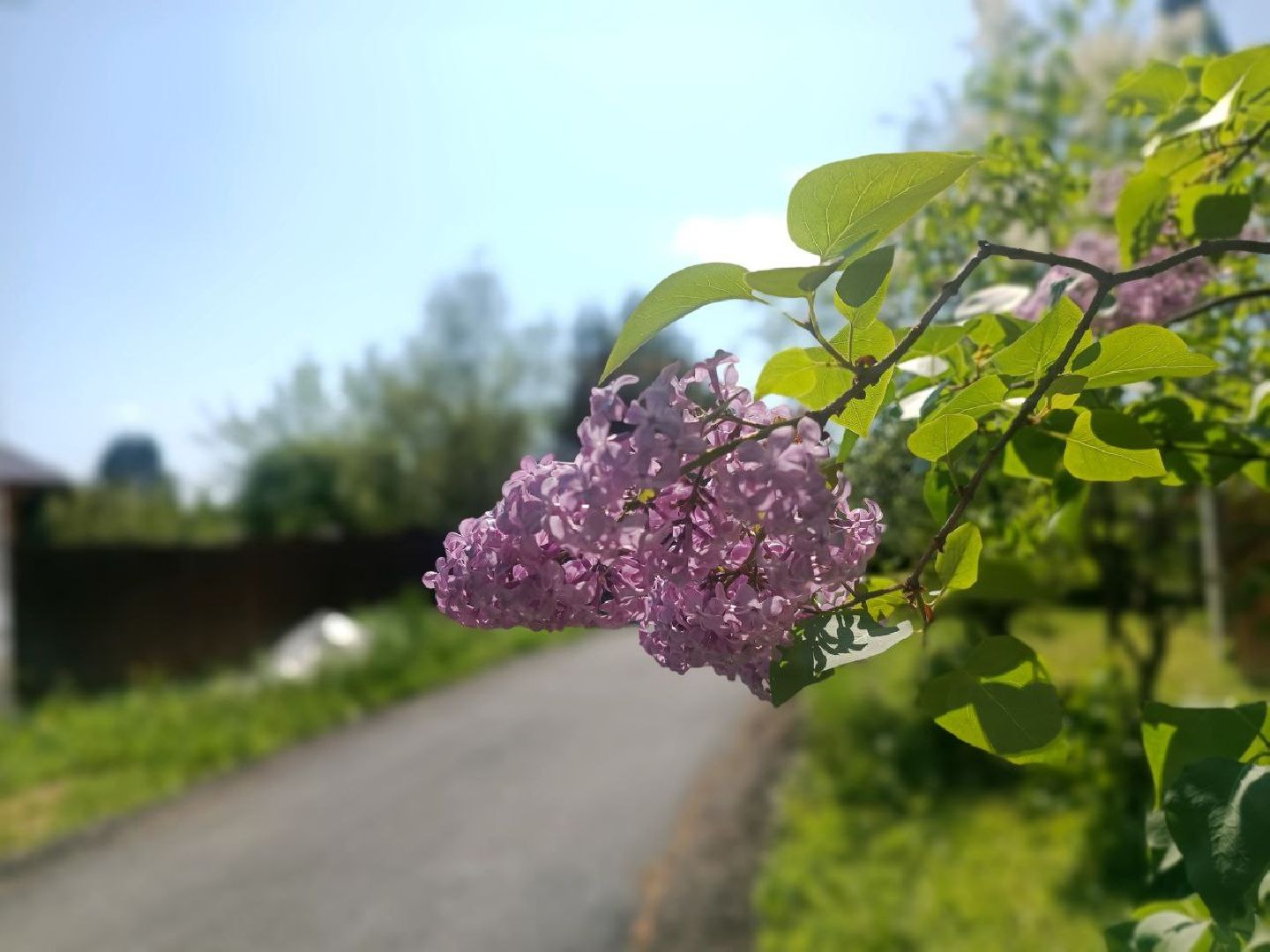 Можайск, Можайский городской округ, Подмосковье, дороги, ремонт дорог, деревня, Добродел, голосование