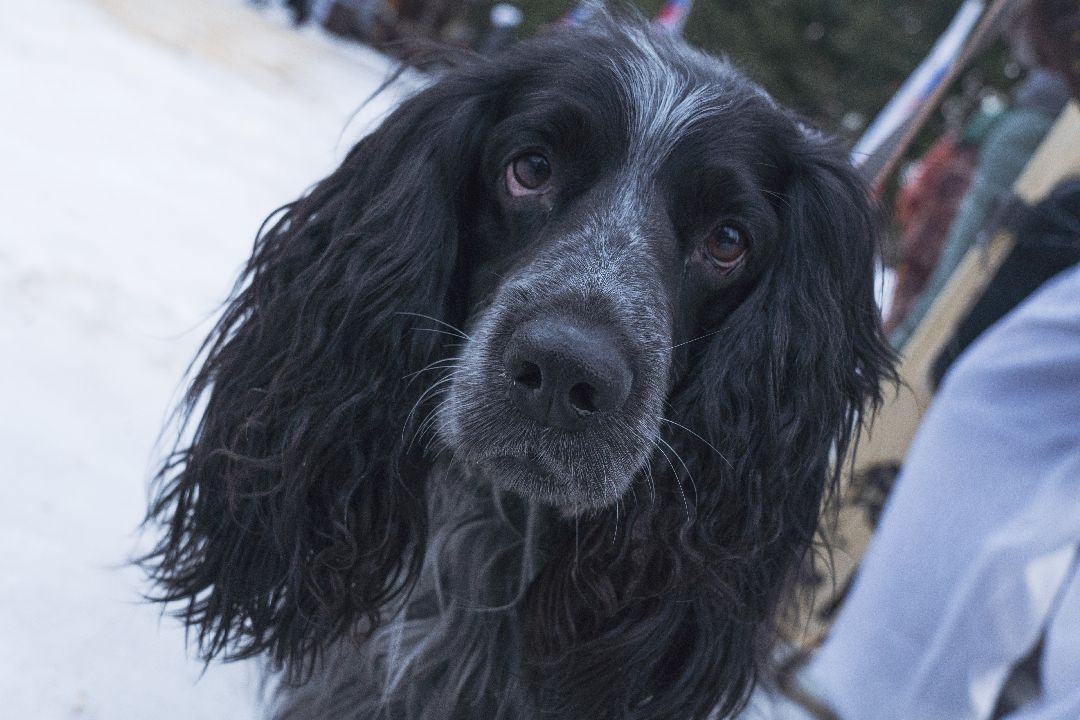 Домодедово, спорт