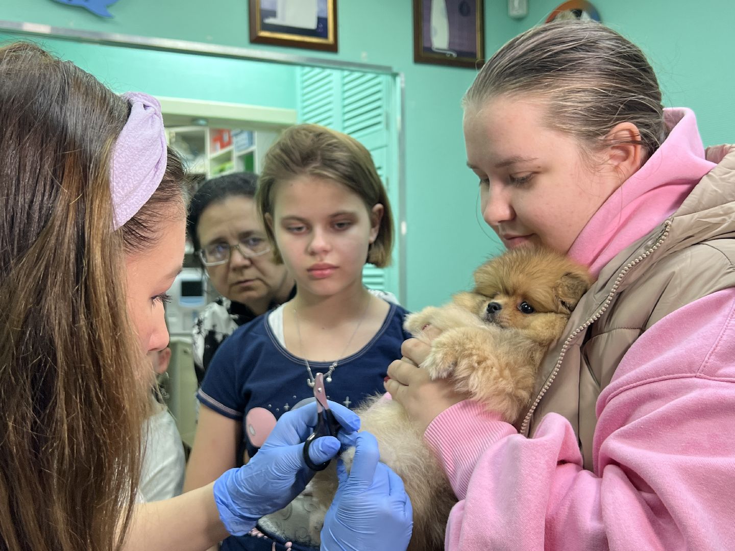 Химки, общество, ветеринар, домашнее животное, ветклиника