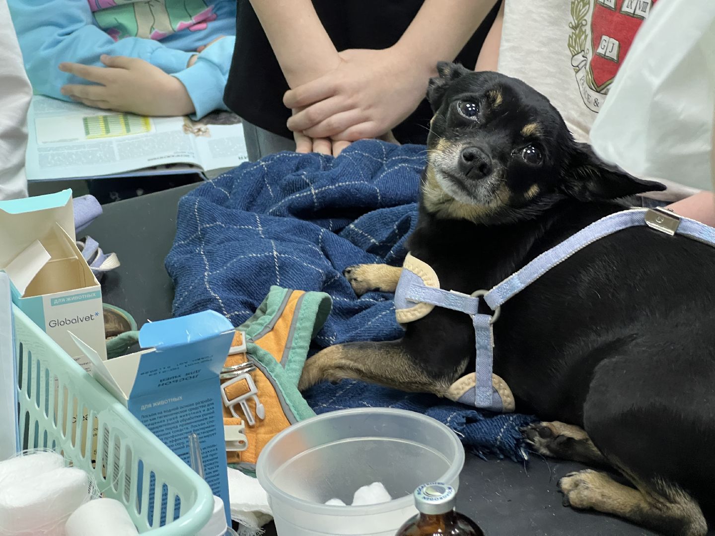 Химки, общество, ветеринар, домашнее животное, ветклиника