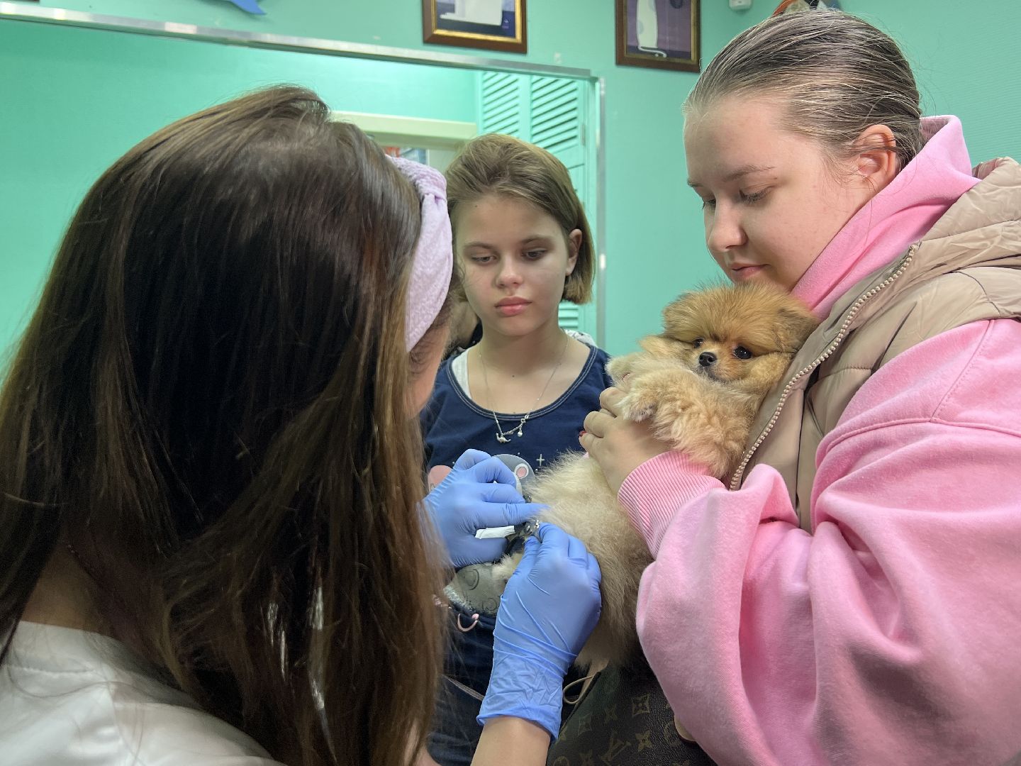 Химки, общество, ветеринар, домашнее животное, ветклиника