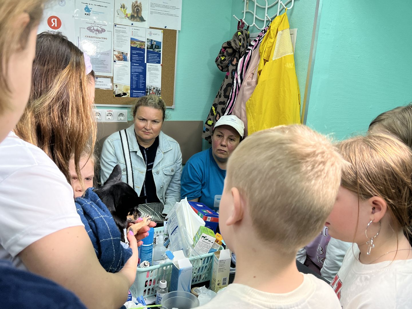 Химки, общество, ветеринар, домашнее животное, ветклиника