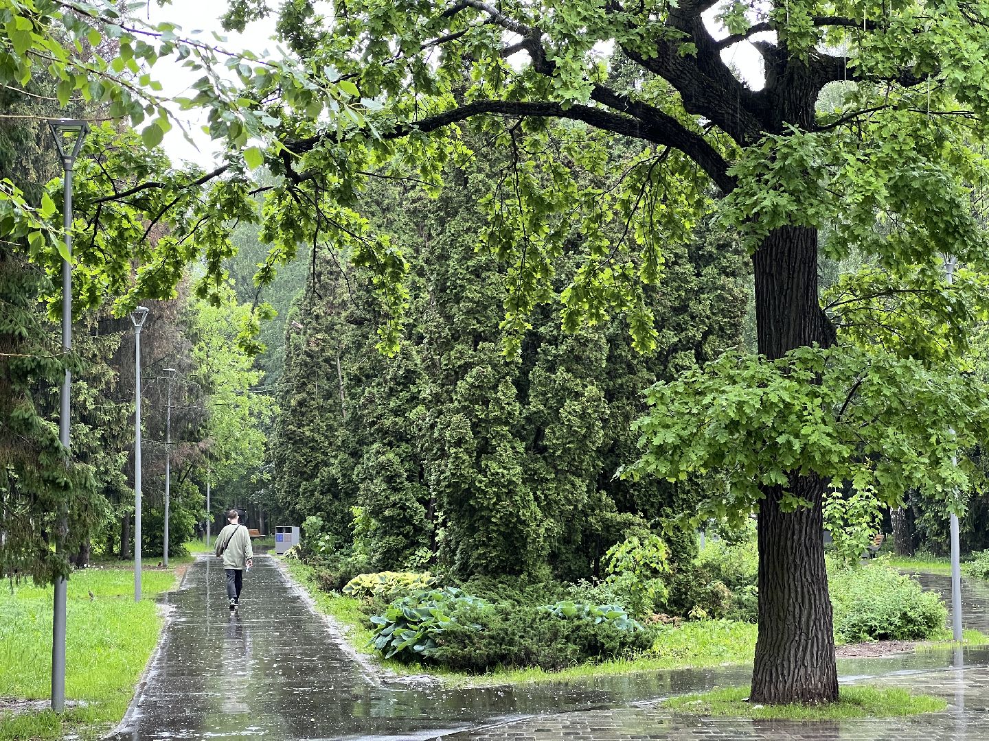 Химки, благоустройство, голосование, парк