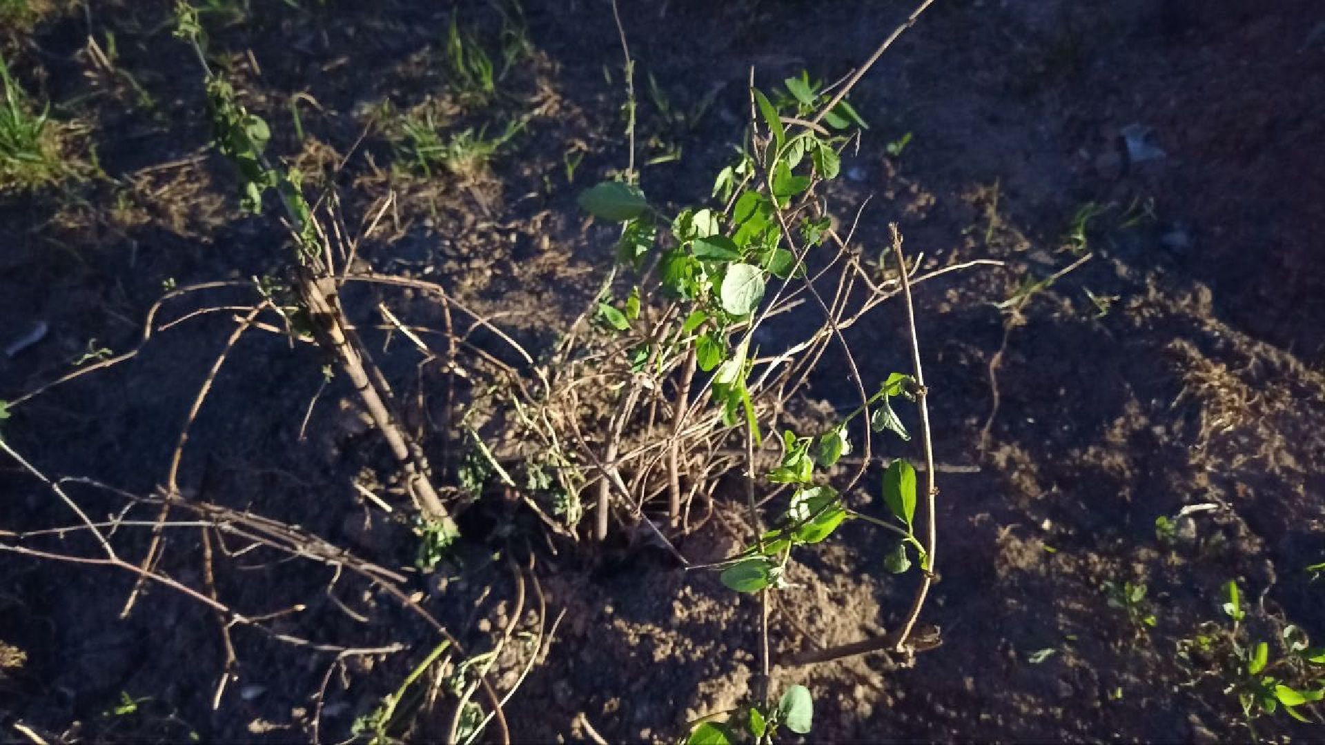 Балашиха, клумбы, цветы, растения, благоустройство, анютины глазки, бегония, петунья, люпин, гвоздика, роза