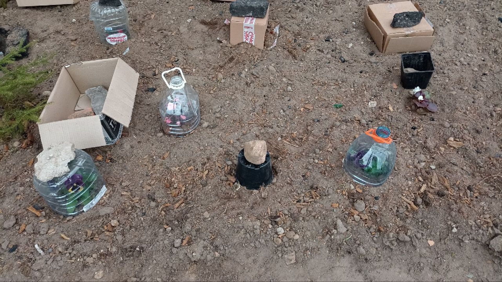 Балашиха, клумбы, цветы, растения, благоустройство, анютины глазки, бегония, петунья, люпин, гвоздика, роза