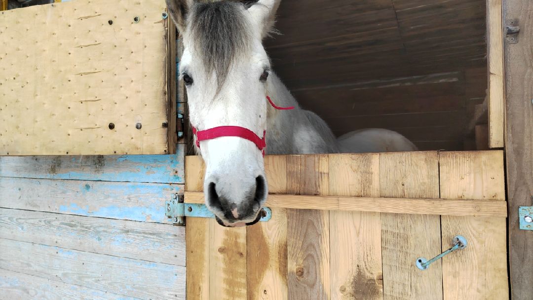 Пушкино, Пушкинский, волонтеры, особенные дети, многодетные, масленица, Зима в Подмосковье