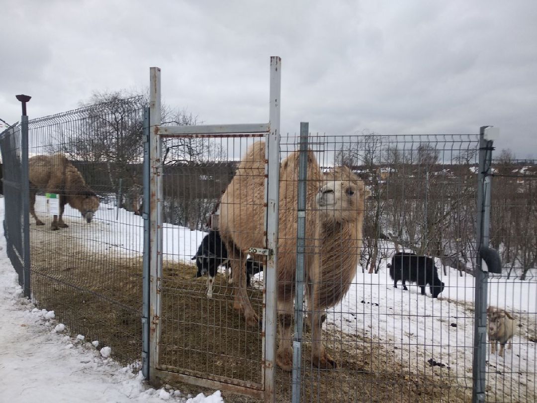 Дмитров, зооферма Шихово, Масленица, внутренний туризм