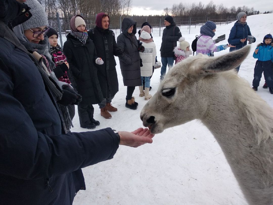 Дмитров, зооферма Шихово, Масленица, внутренний туризм