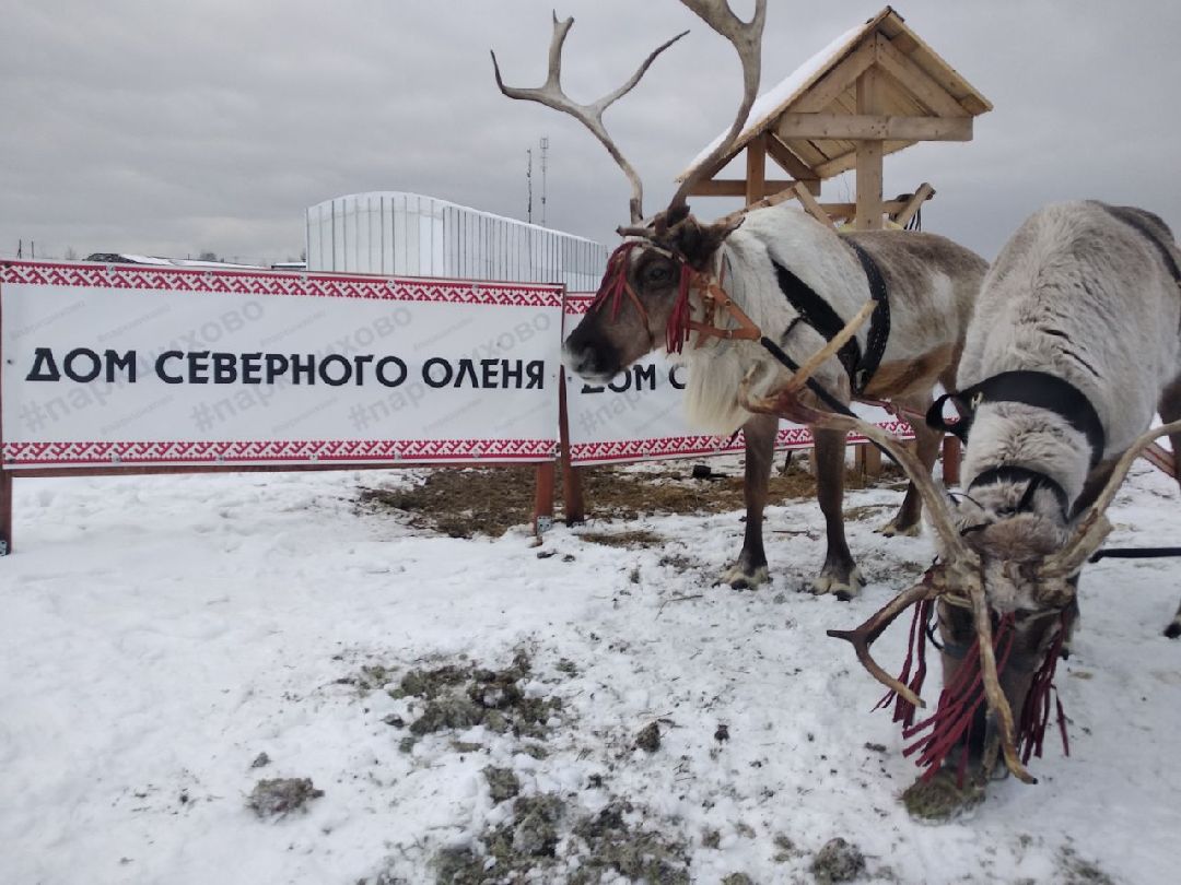 Дмитров, зооферма Шихово, Масленица, внутренний туризм