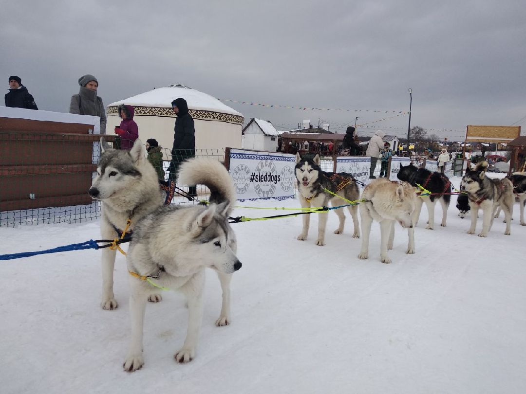 Дмитров, зооферма Шихово, Масленица, внутренний туризм