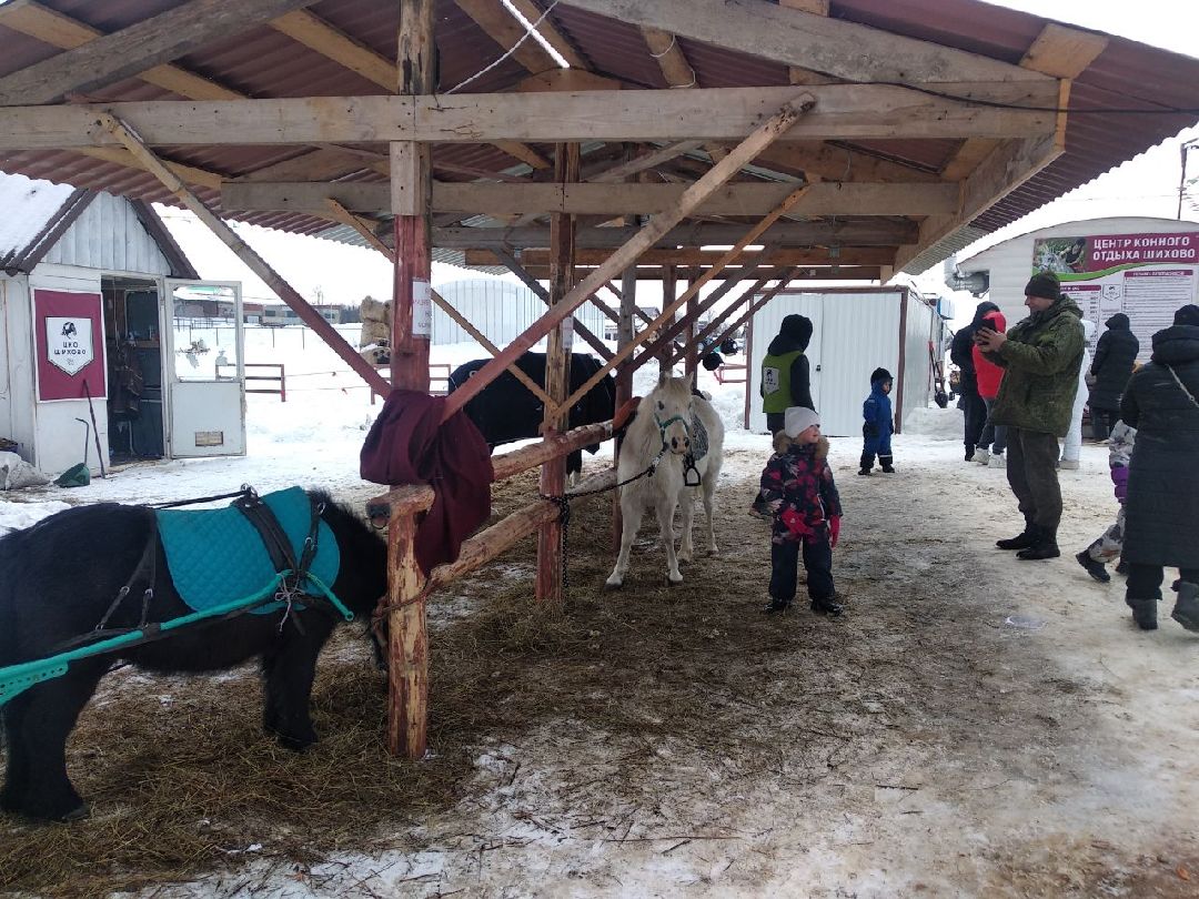 Дмитров, зооферма Шихово, Масленица, внутренний туризм