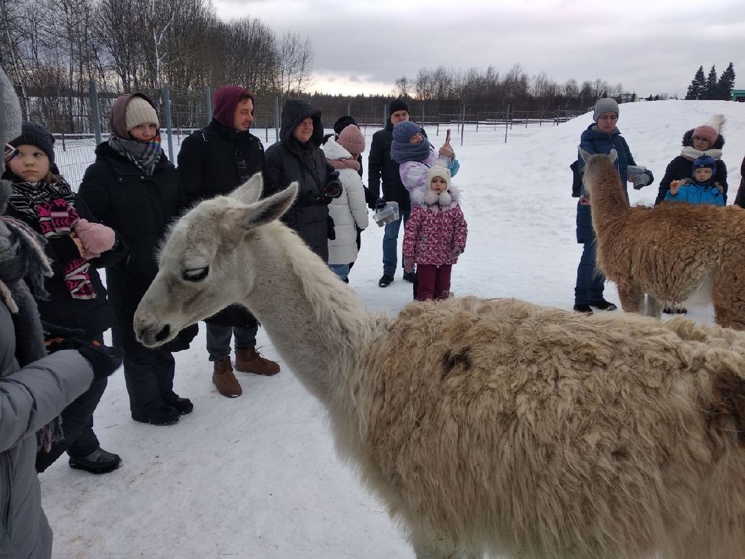 Дмитров, зооферма Шихово, Масленица, внутренний туризм