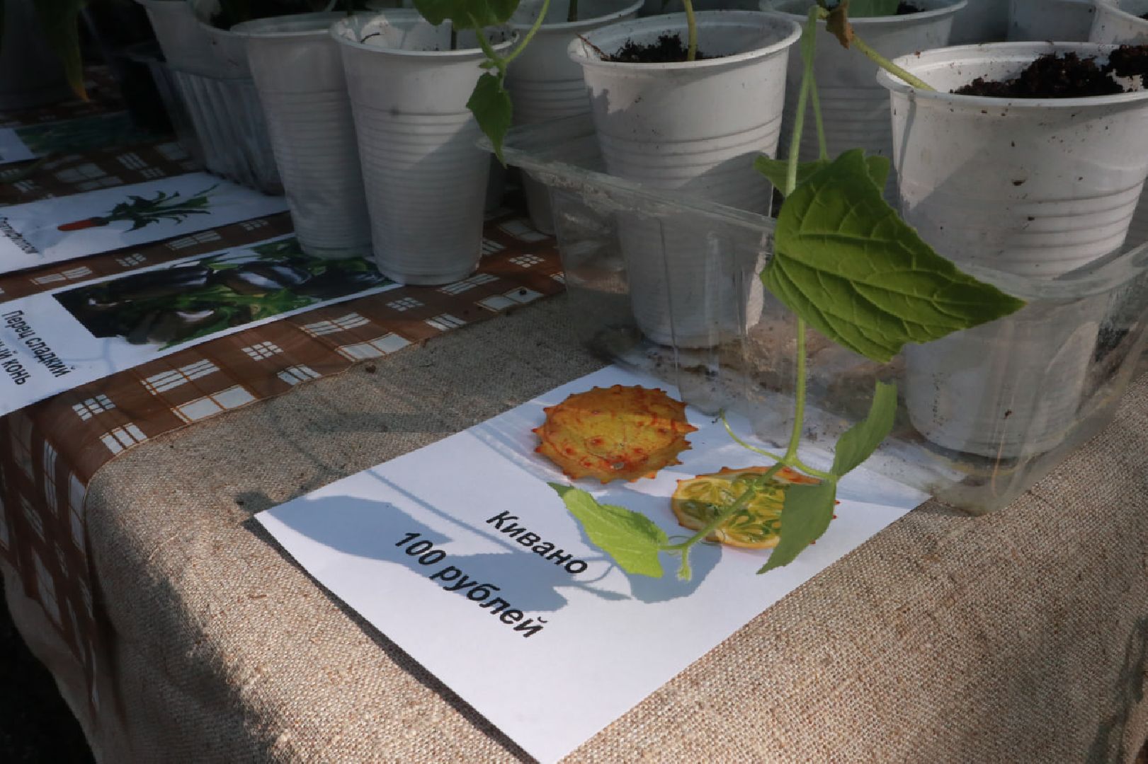 Пущино, экология