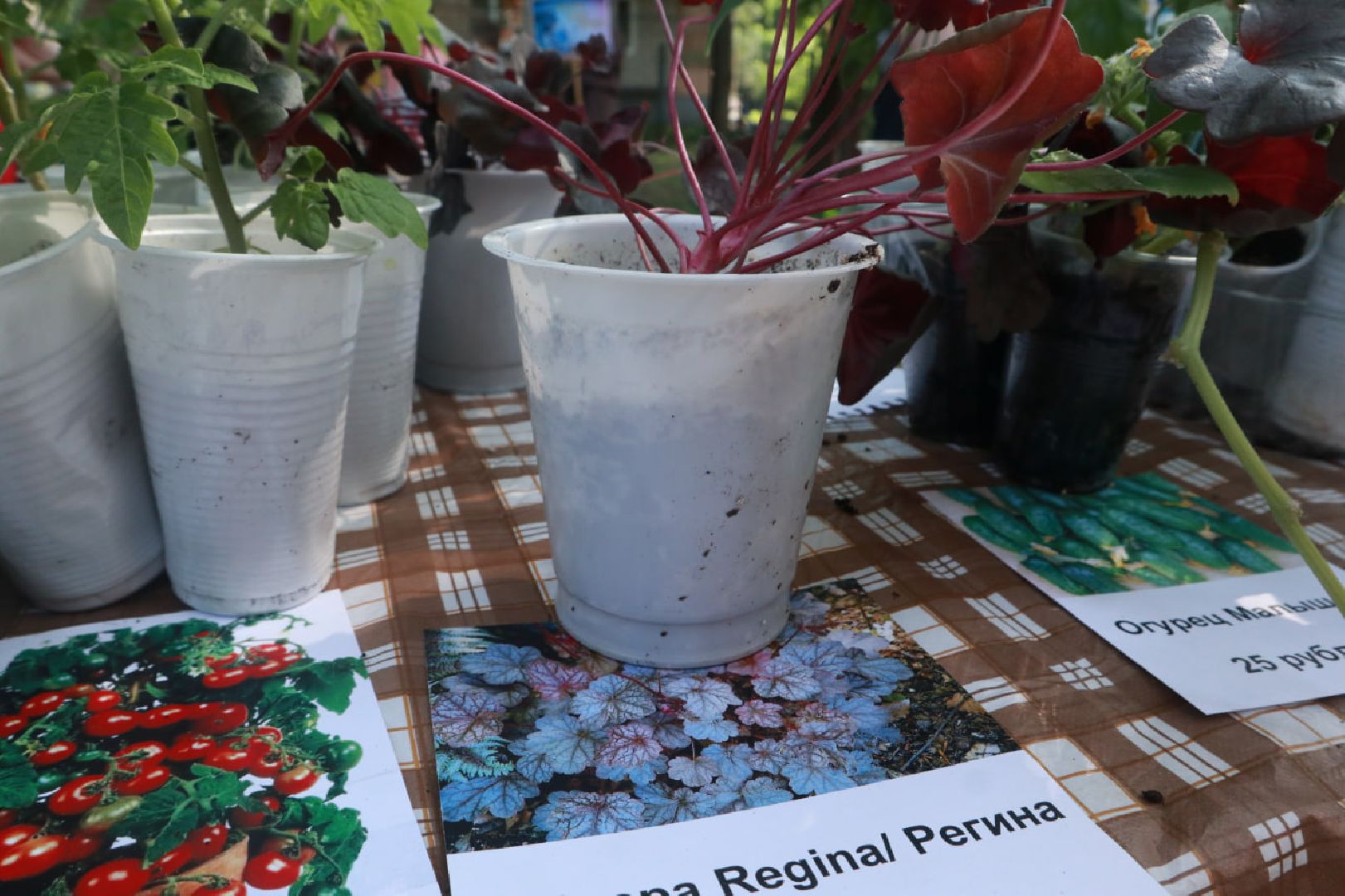 Пущино, экология