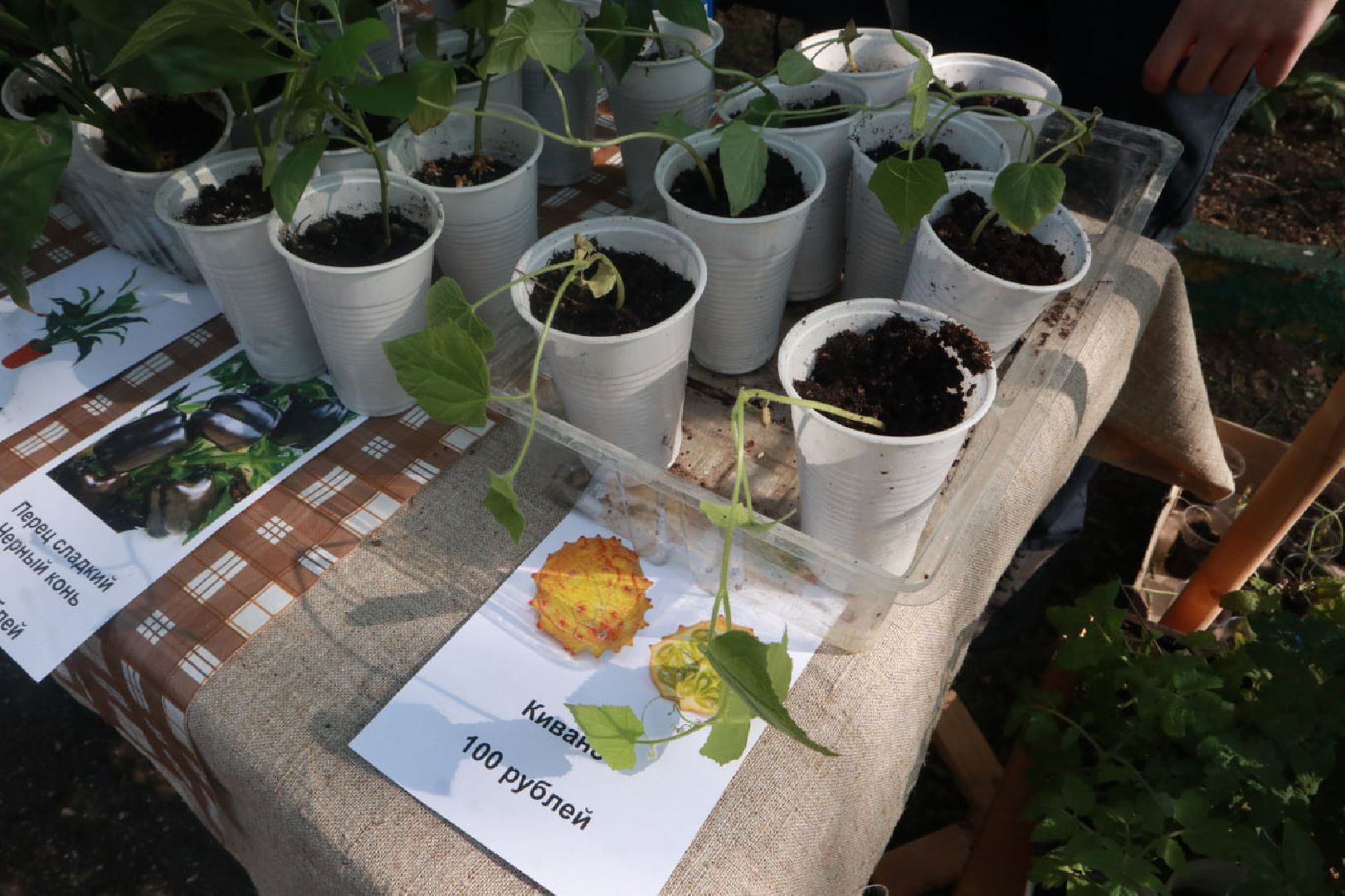 Пущино, экология