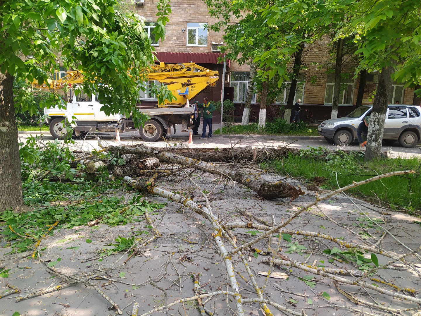 Спил, арборист, деревья, автовышка