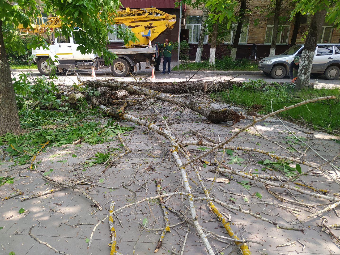 Спил, арборист, деревья, автовышка