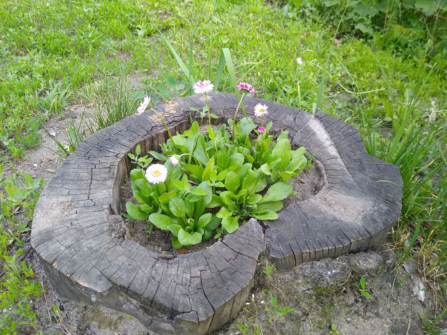Раменское, благоустройство, палисадник, цветущий пень
