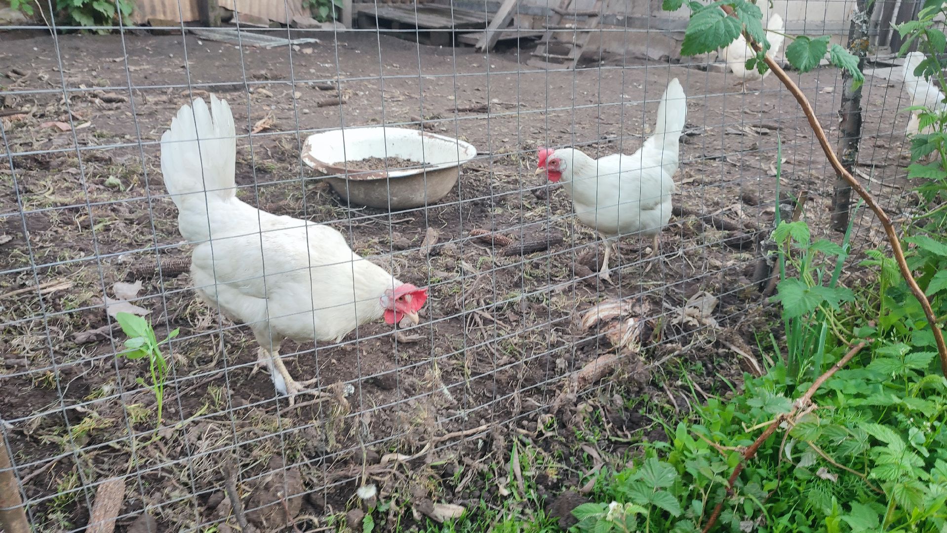 Кашира, ветеринар, грипп птиц, куры, гуси, утки