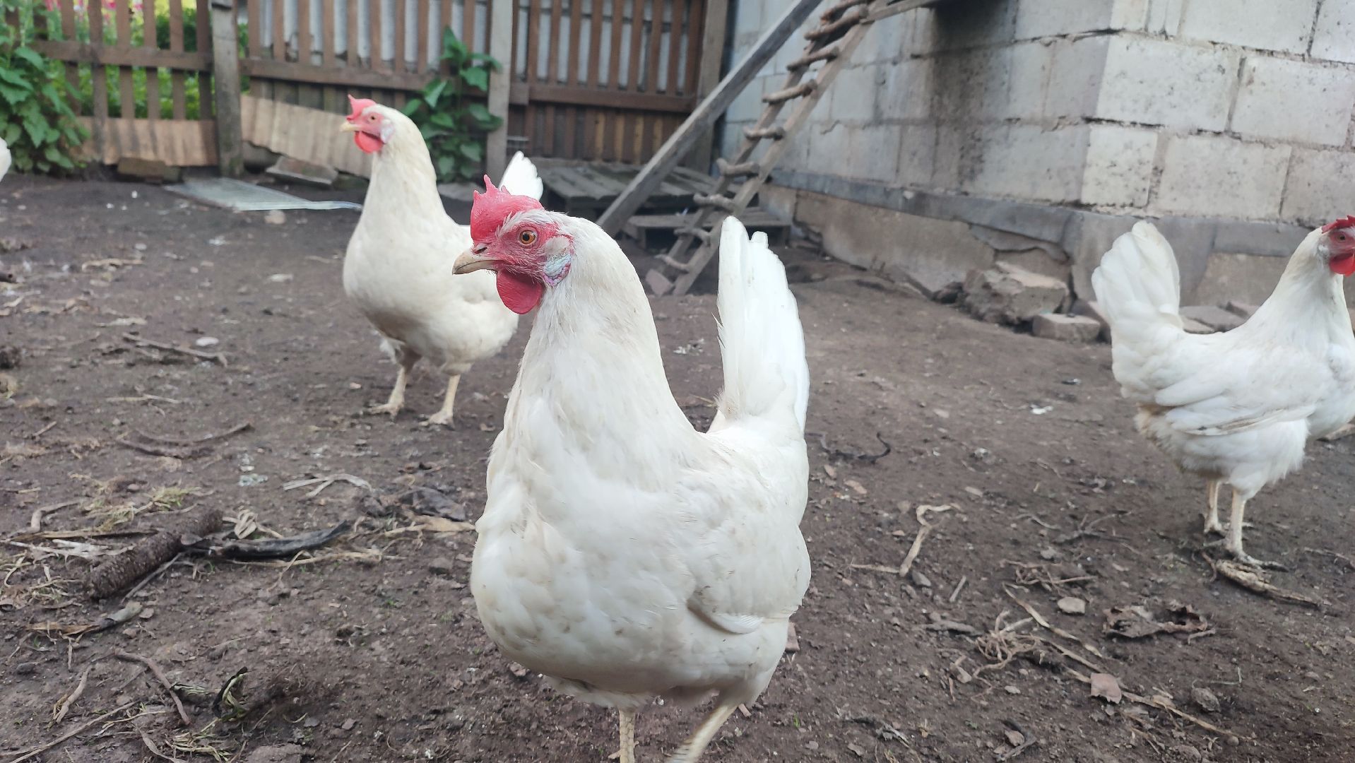 Кашира, ветеринар, грипп птиц, куры, гуси, утки