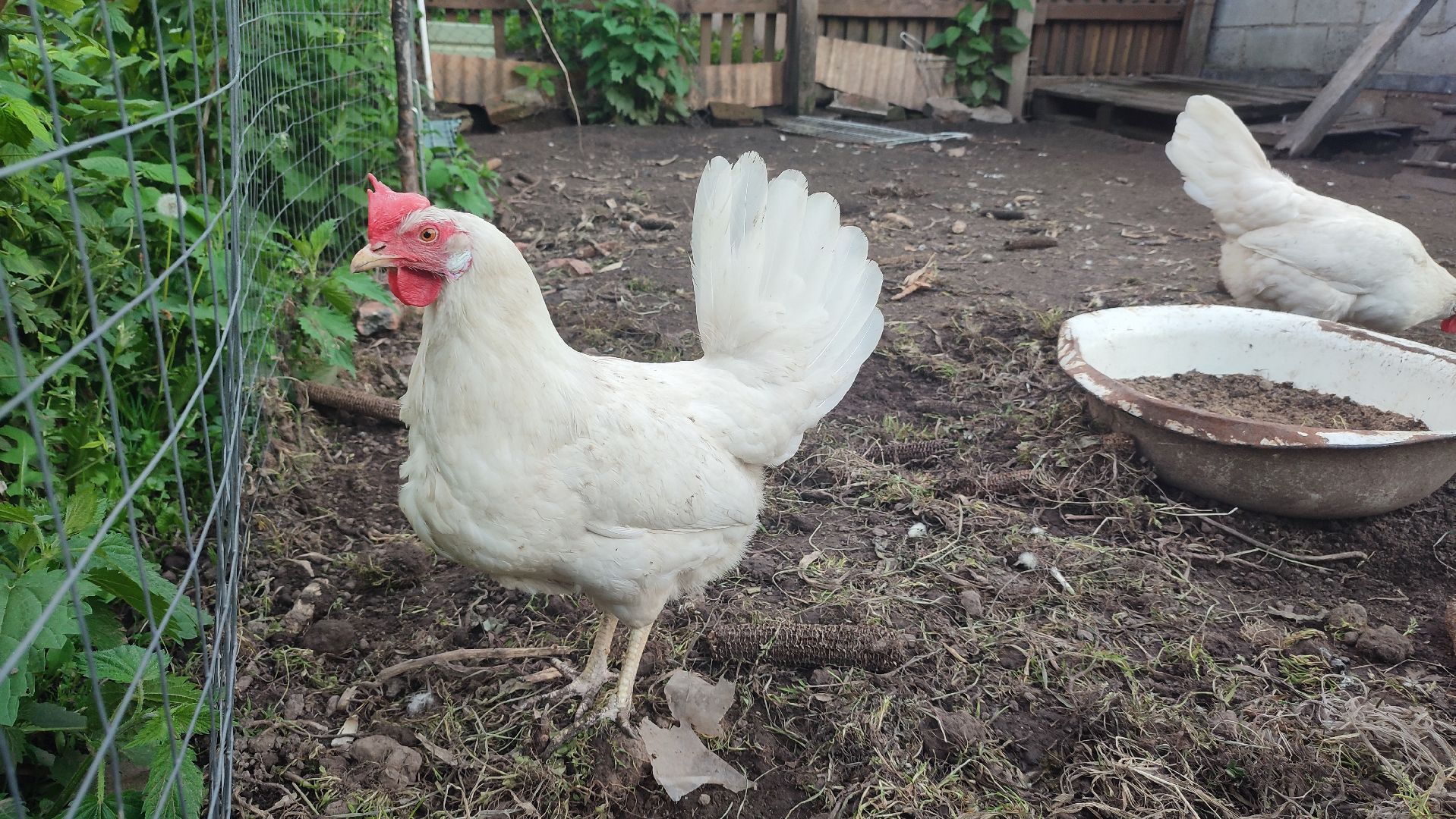 Кашира, ветеринар, грипп птиц, куры, гуси, утки