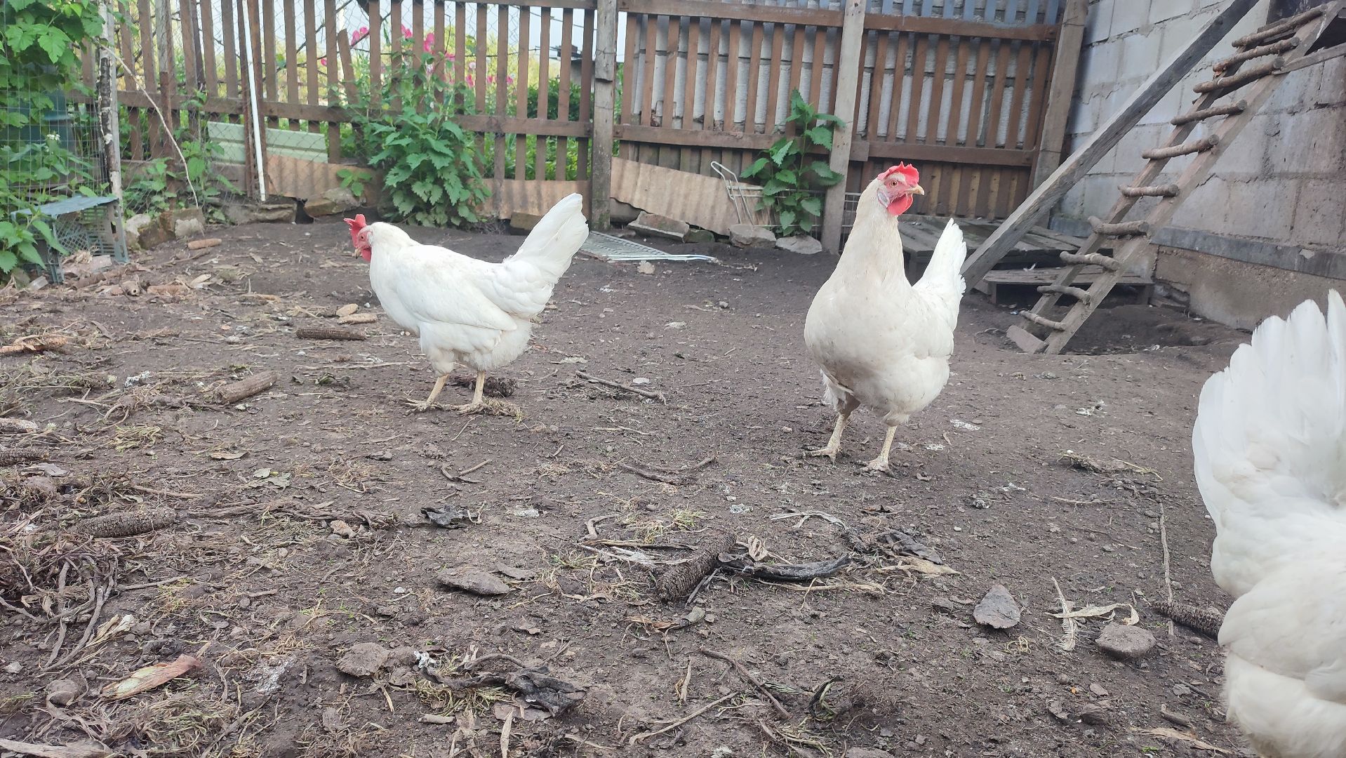 Кашира, ветеринар, грипп птиц, куры, гуси, утки