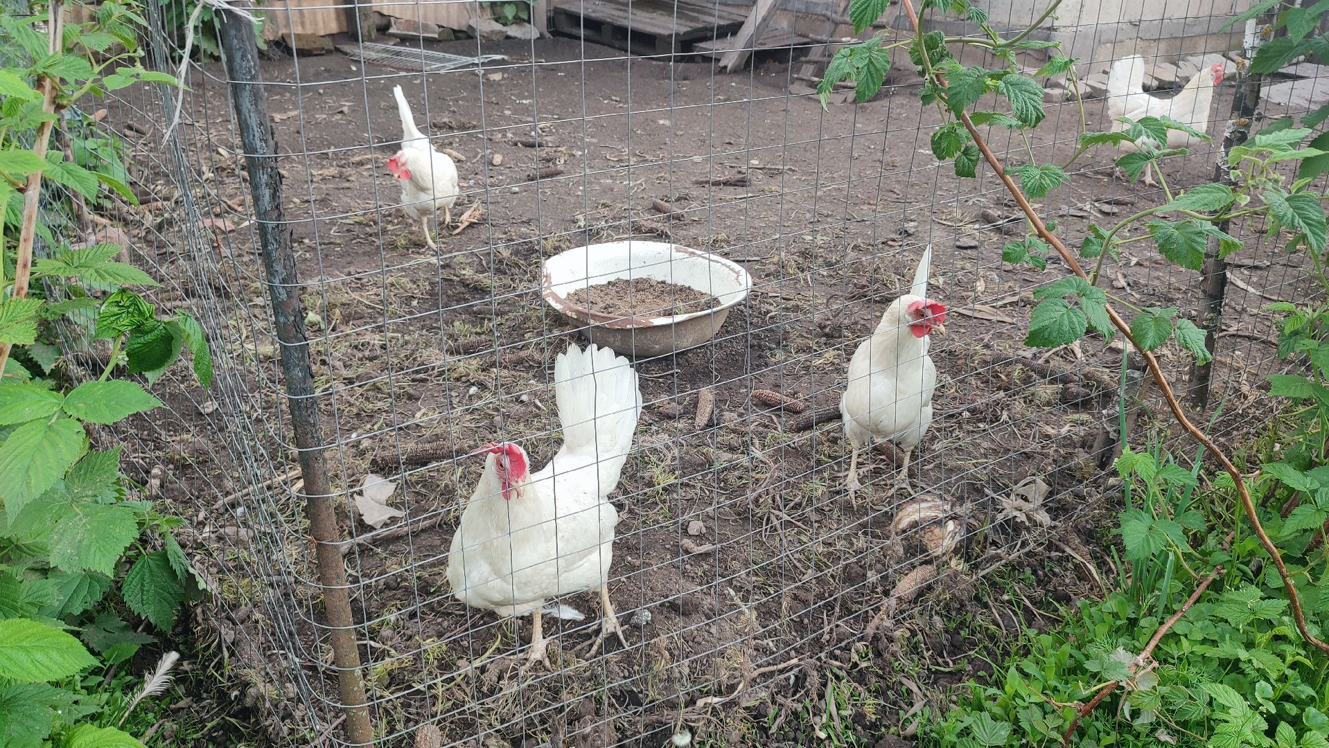 Кашира, ветеринар, грипп птиц, куры, гуси, утки