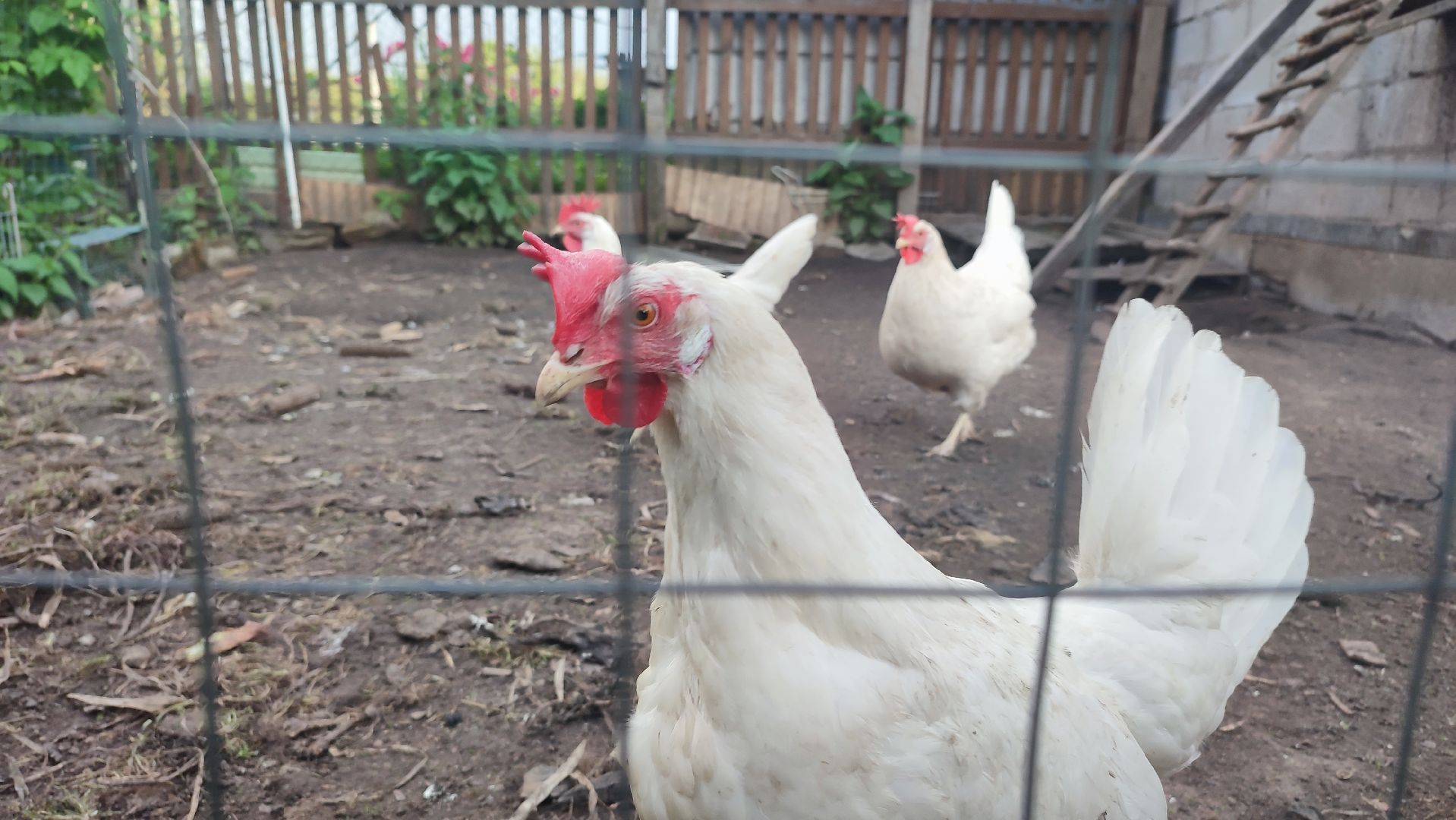 Кашира, ветеринар, грипп птиц, куры, гуси, утки