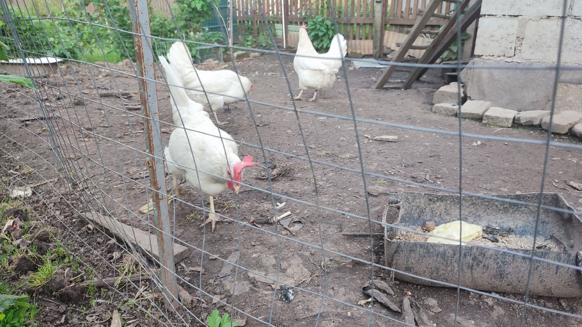 Кашира, ветеринар, грипп птиц, куры, гуси, утки