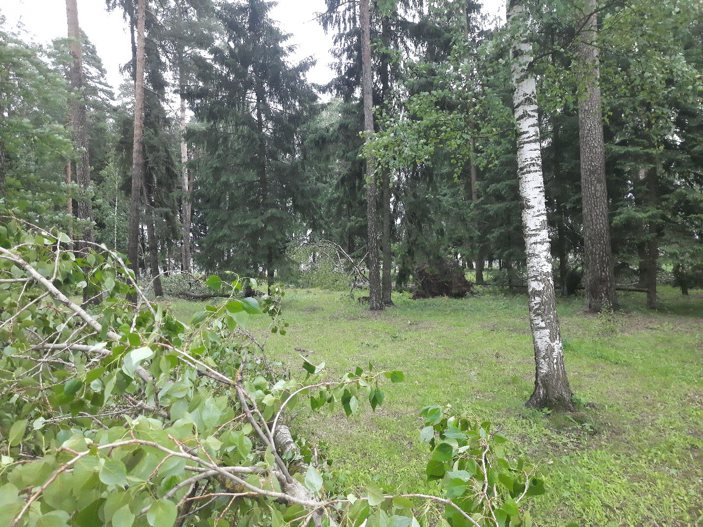 Шатура, ЧП, Ураган, Град, Поваленные деревья, Шатурторф, Рошаль