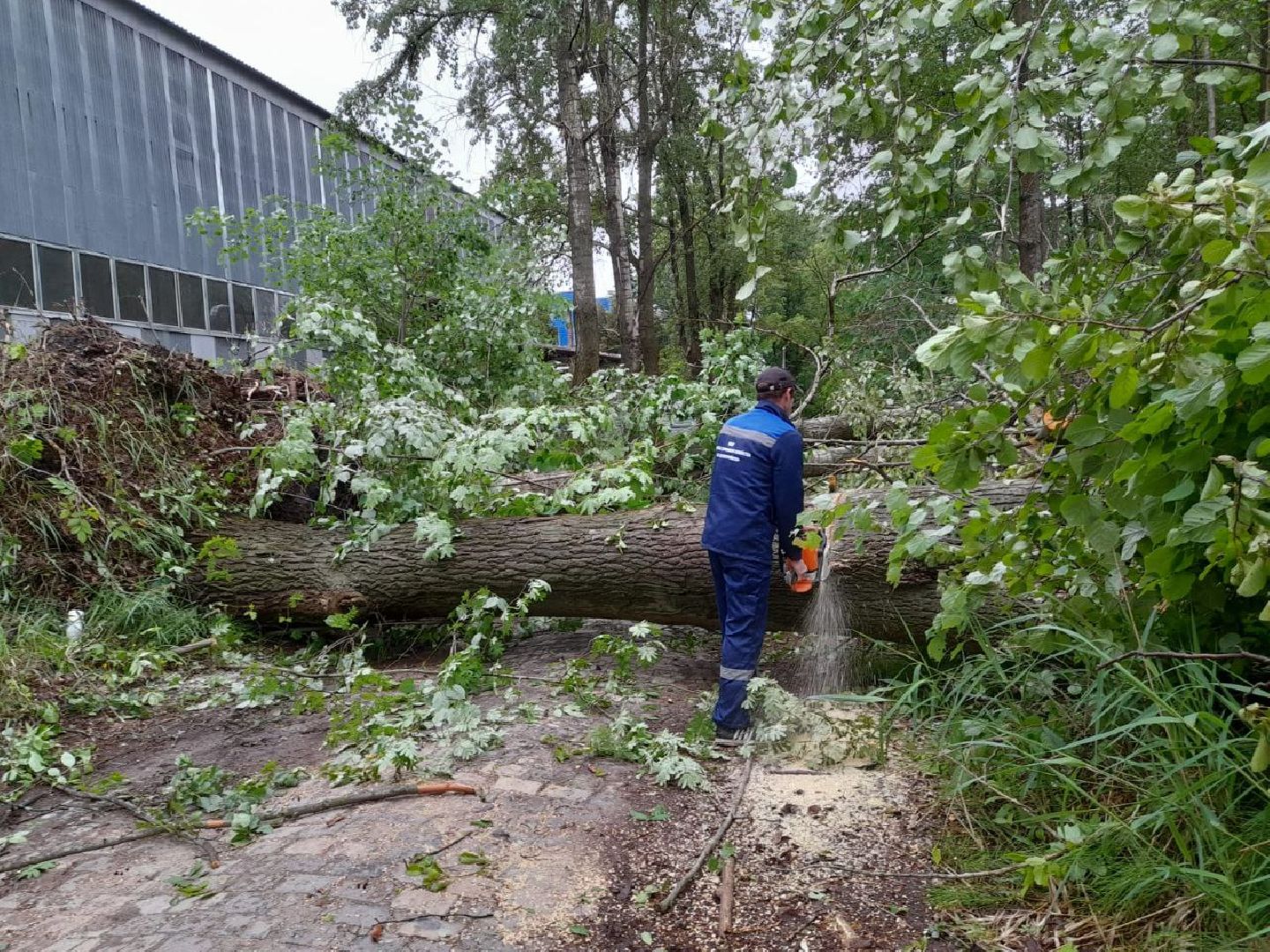 Шатура, ЧП, Ураган, Град, Поваленные деревья, Шатурторф, Рошаль