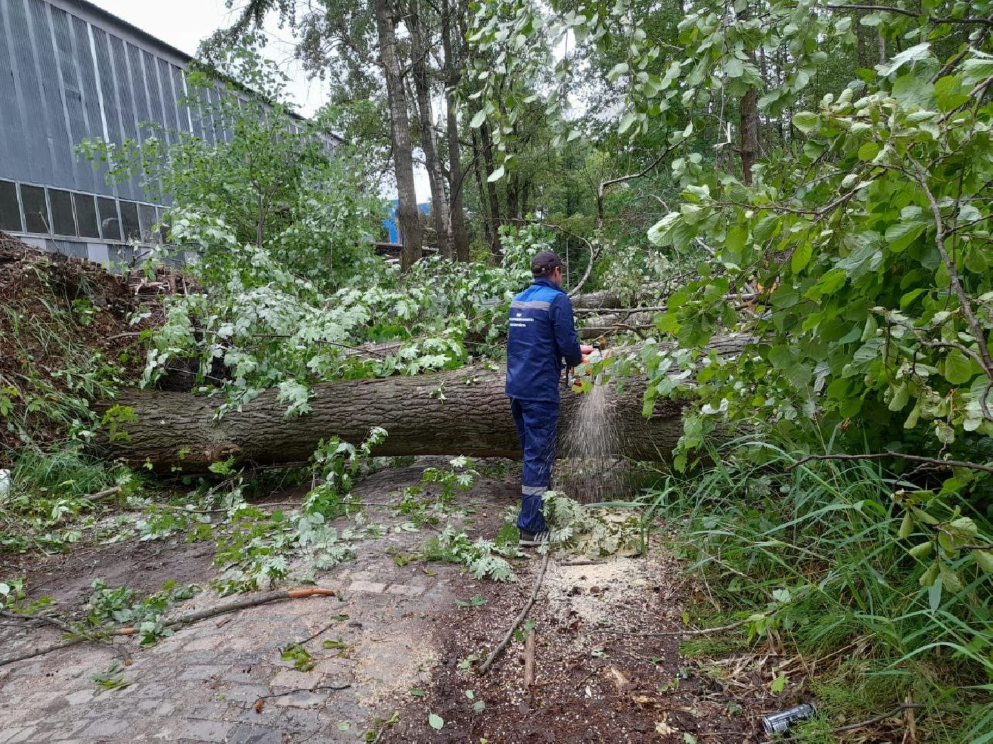 Шатура, ЧП, Ураган, Град, Поваленные деревья, Шатурторф, Рошаль
