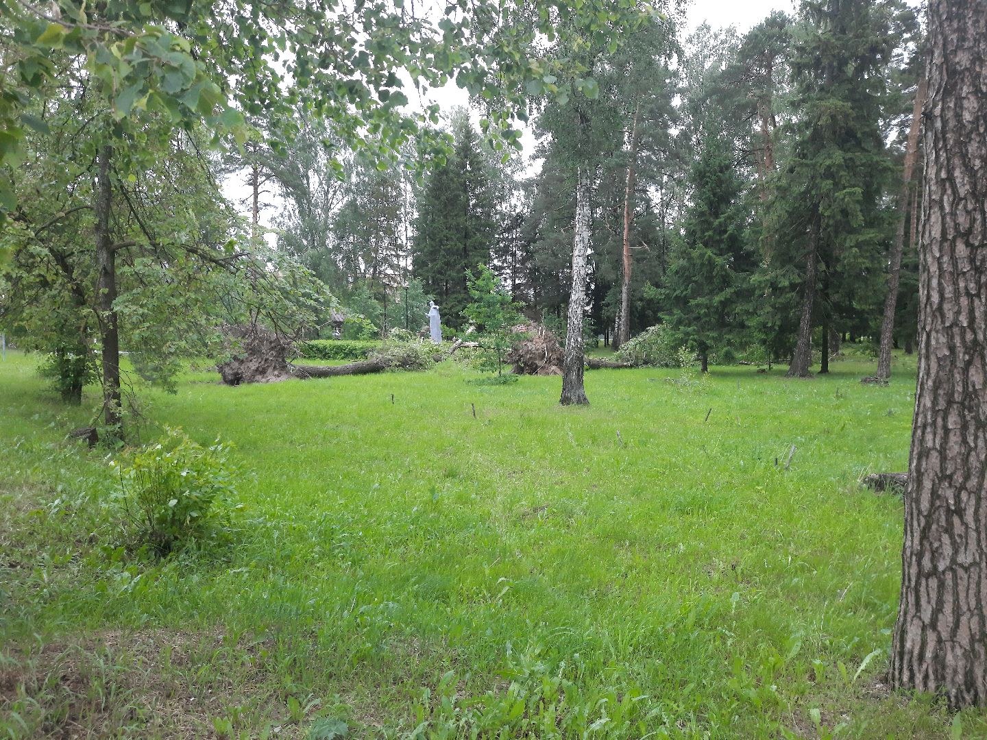 Шатура, ЧП, Ураган, Град, Поваленные деревья, Шатурторф, Рошаль