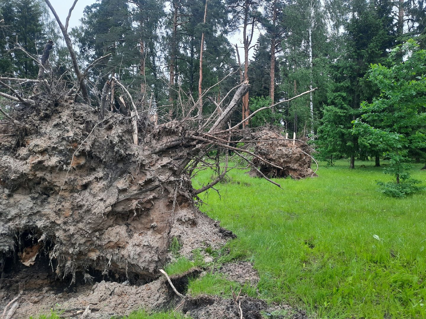 Шатура, ЧП, Ураган, Град, Поваленные деревья, Шатурторф, Рошаль
