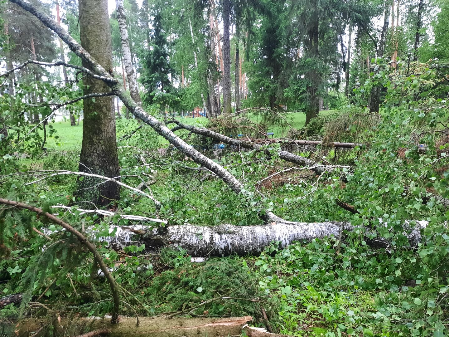 Шатура, ЧП, Ураган, Град, Поваленные деревья, Шатурторф, Рошаль