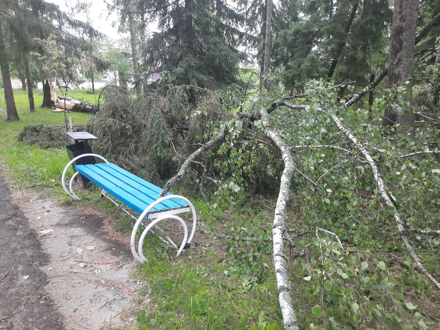 Шатура, ЧП, Ураган, Град, Поваленные деревья, Шатурторф, Рошаль
